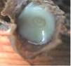 Ar� S�t� G�z ��inde