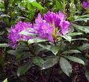 Orman G�l�
