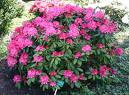 Orman G�l�